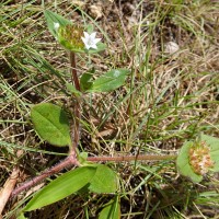 Richardia brasiliensis Gomes